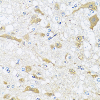 Валидация Elabscience E-AB-62973