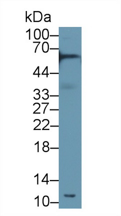 13481