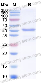 Валидация AntibodySystem YVV42502