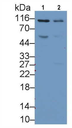 62181