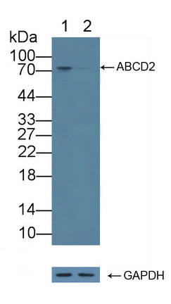 12289