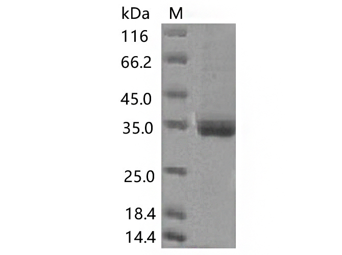 Валидация Elabscience PKSV030364(6101)