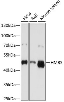 Валидация Elabscience E-AB-60442
