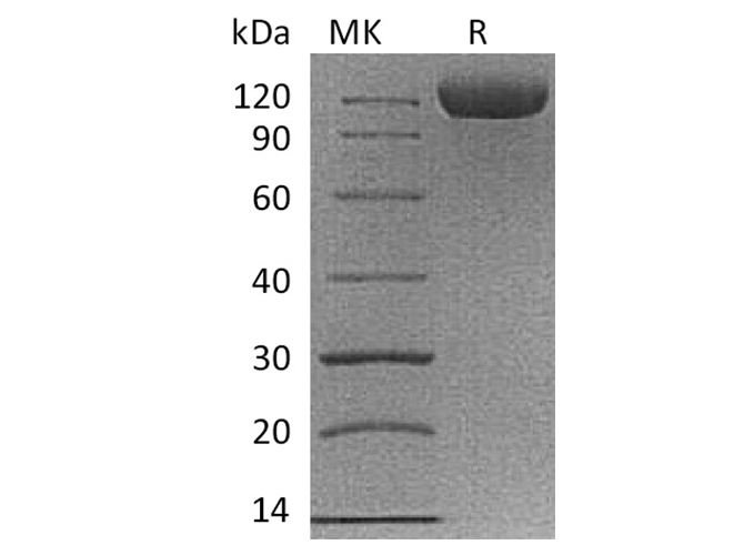 Валидация Elabscience PKSQ050036(5407)