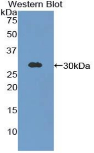54698