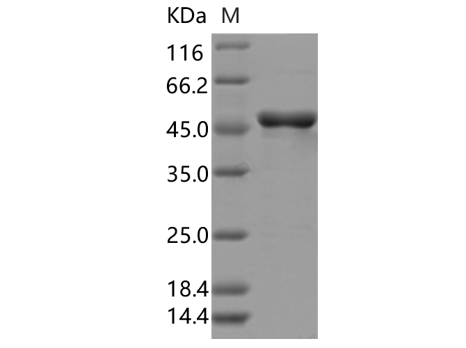 Валидация Elabscience PKSV030337(6069)