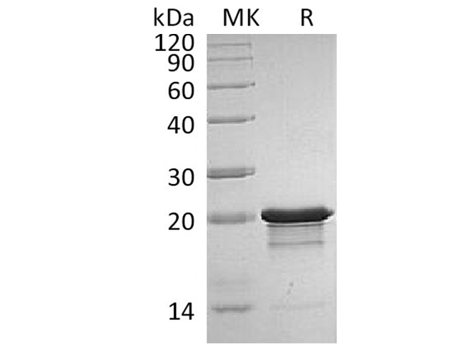 Валидация Elabscience PKSH033805(4075)