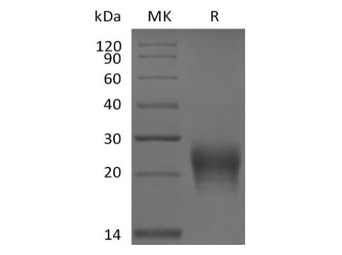 Валидация Elabscience PKSH033886(4118)