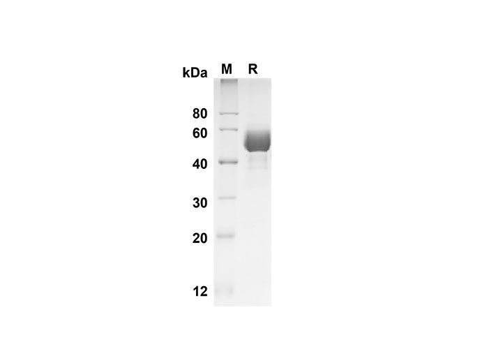 Валидация Elabscience PDMH100305(917)