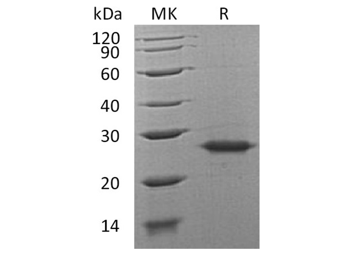 Валидация Elabscience PKSH032506(2967)