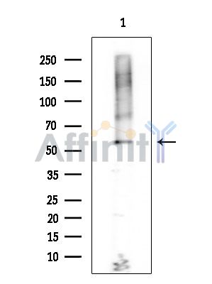 Валидация Affinity DF7510 - 19251