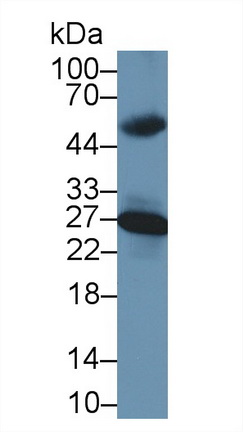 13773