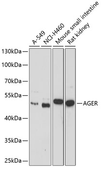 Валидация Elabscience E-AB-60303