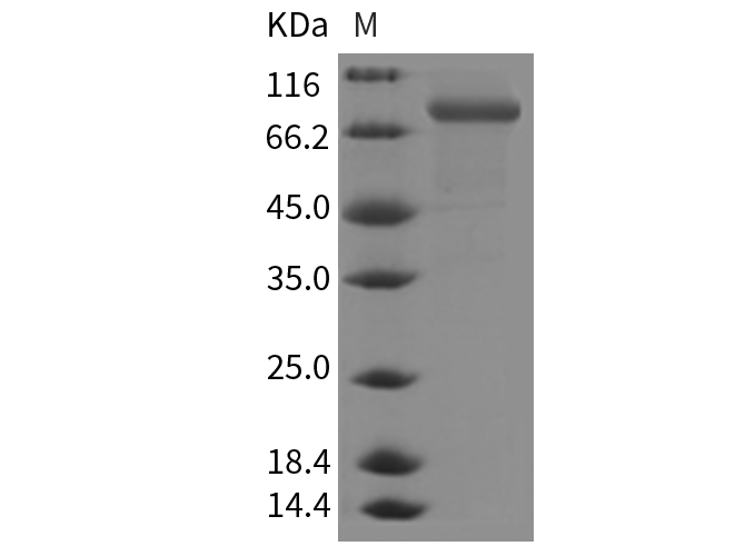 Валидация Elabscience PKSM040335(4339)