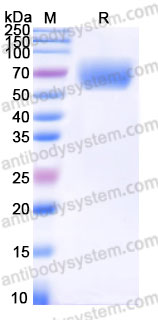 EHG55002, SDS-PAGE