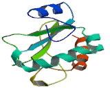 Anterior Gradient Protein 2 (AGR2)