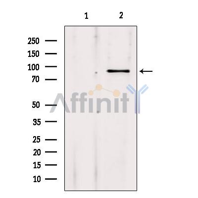 Валидация Affinity DF3227 - 14060
