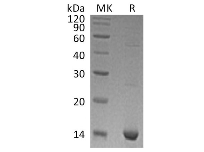 Валидация Elabscience PKSH033380(3711)