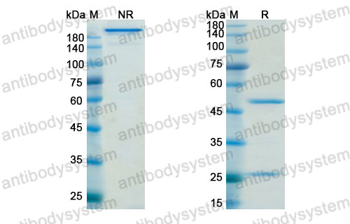 Валидация SDS-PAGE - AntibodySystem DHD89503