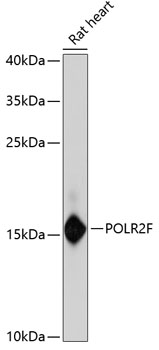 Валидация Elabscience E-AB-65542