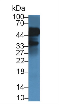 14662