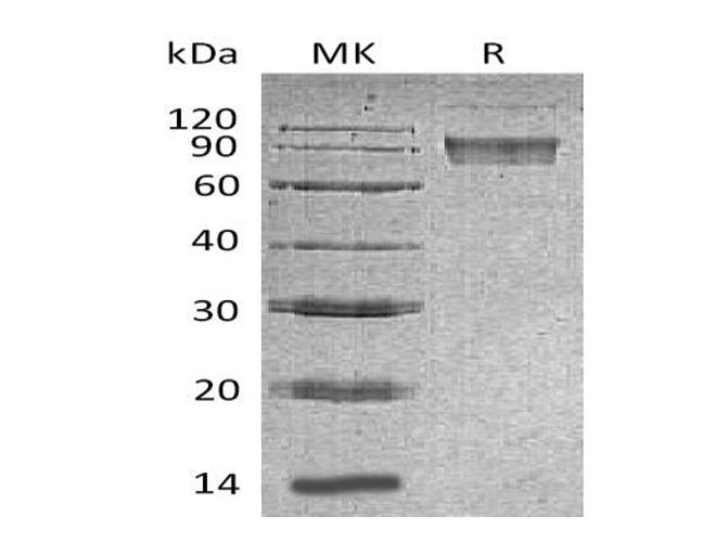 Валидация Elabscience PKSM040966(4904)