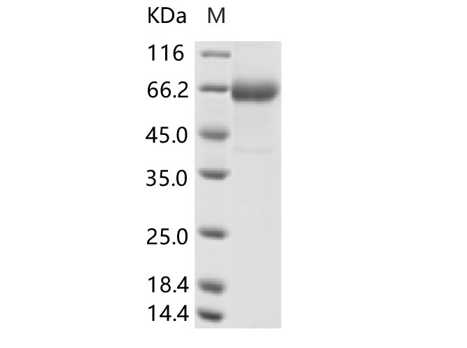 Валидация Elabscience PKSV030228(5991)