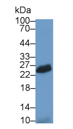 21396