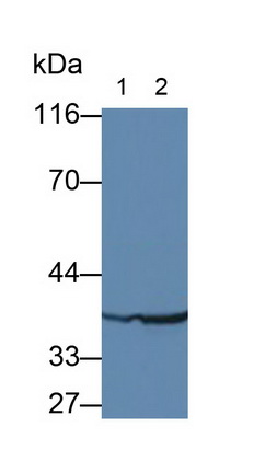 28342