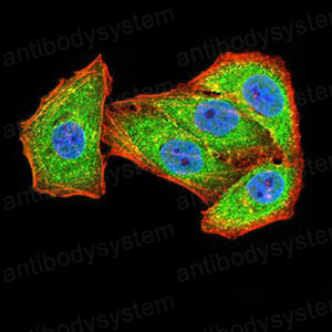 Валидация IF - AntibodySystem RHG44804 (1221)