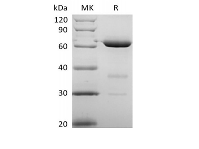 Валидация Elabscience PKSH033860(4095)