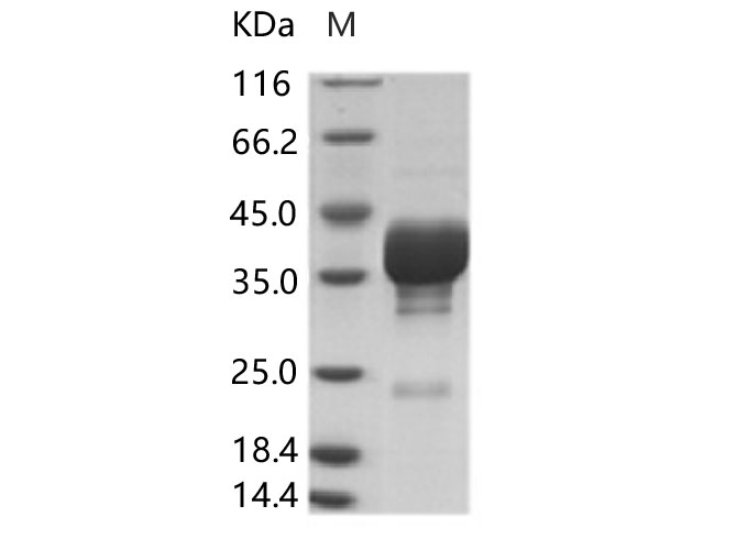Валидация Elabscience PKSV030121(5898)