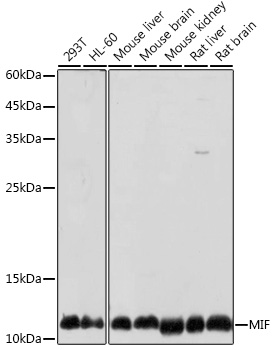 A1391, вестерн-блоттинг, различные лизаты (6114)