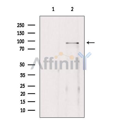 Валидация Affinity AF9025 - 4756
