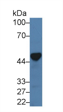 10077