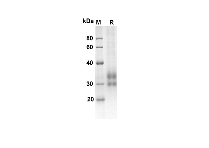 Валидация Elabscience PDMM100092(1062)