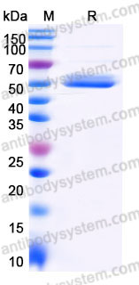 AHD09003, SDS-PAGE