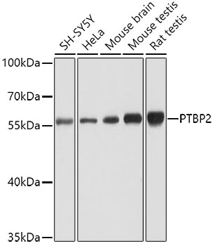 Валидация Elabscience E-AB-62506