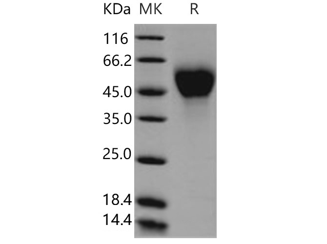 Валидация Elabscience PKSM040753(4725)
