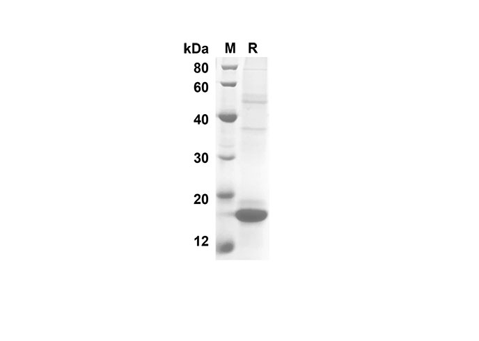 Валидация Elabscience PDMH100204(831)