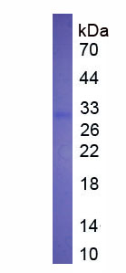 65436