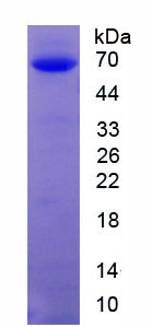 63656