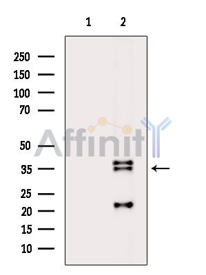 Валидация Affinity DF4173 - 15511
