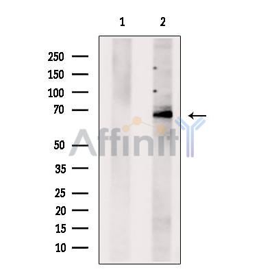 Валидация Affinity DF9289 - 21740