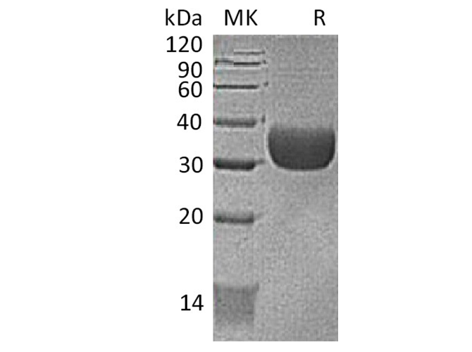 Валидация Elabscience PKSM041373(5267)