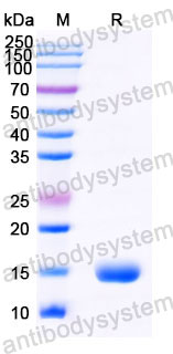Валидация SDS-PAGE - AntibodySystem RHC07001