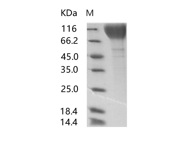 Валидация Elabscience PKSV030185(5962)