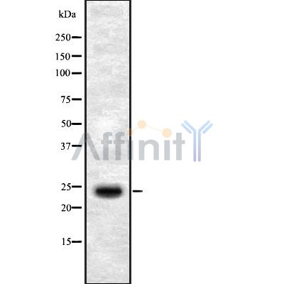 Валидация Affinity DF8608 - 20529