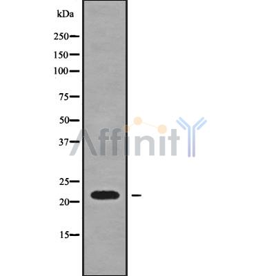 Валидация Affinity DF10009 - 5446