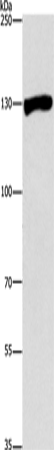 Валидация AssayVector ARM1819(2360)